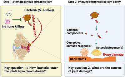Exploring the role of bacterial virulence factors and host elements in septic arthritis: insights from animal models for innovative therapies